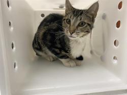 Shelter Stray Male Cat last seen 24TH/ROGERS, 3839 W Burnham St, West Milwaukee, WI 53215, USA