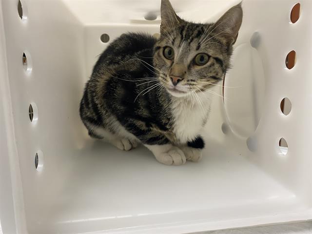 Shelter Stray Male Cat last seen 24TH/ROGERS, 3839 W Burnham St, West Milwaukee, WI 53215, USA