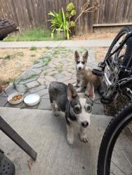 Found/Stray Male Dog last seen Jefferson, Modesto, CA 95351