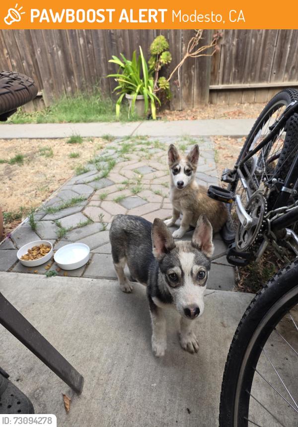 Found/Stray Male Dog last seen Jefferson, Modesto, CA 95351