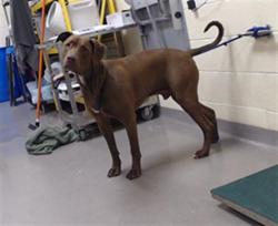 Shelter Stray Male Dog last seen Near BLOCK W BAYAUD AVE, DENVER CO 80223, 1241 W Bayaud Ave, Denver, CO 80223, USA