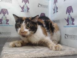 Shelter Stray Female Cat last seen , 2769 Conroy Rd, Orlando, FL 32839, USA