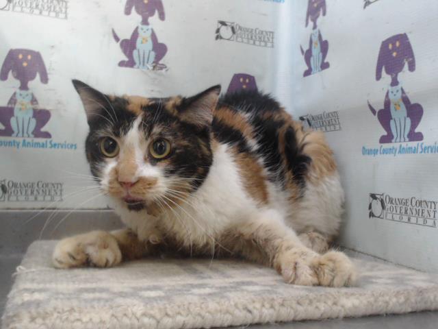 Shelter Stray Female Cat last seen , 2769 Conroy Rd, Orlando, FL 32839, USA