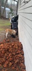 Lost Male Dog last seen Burwell st, Bessemer, AL 35020
