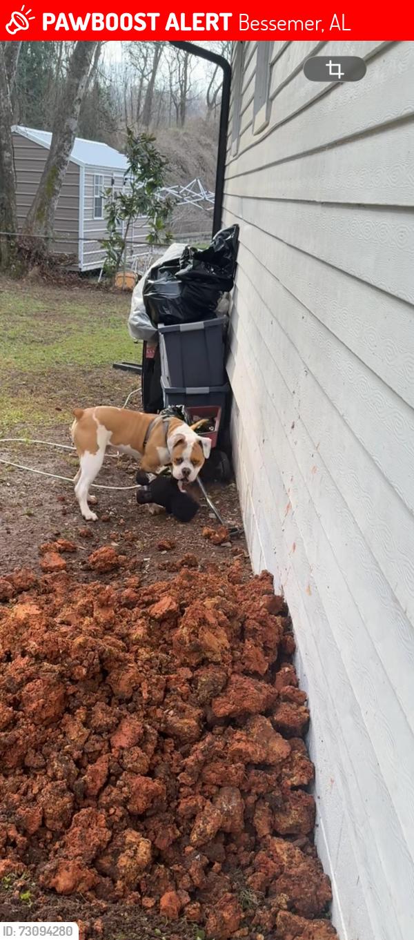 Lost Male Dog last seen Burwell st, Bessemer, AL 35020