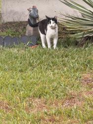 Lost Female Cat last seen Sea island Cir, Daytona Beach, FL 32114