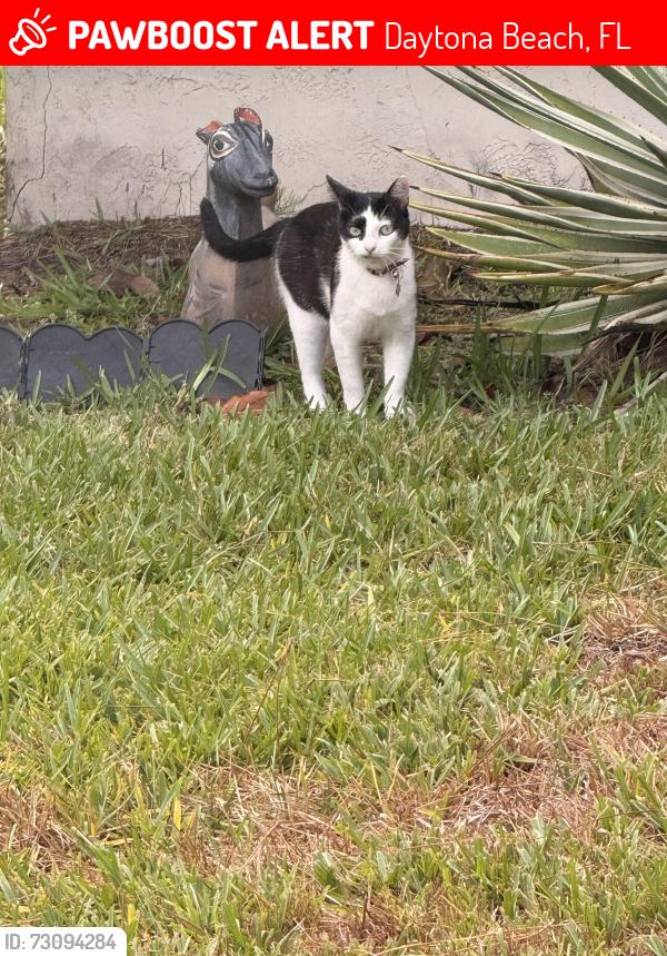 Lost Female Cat last seen Sea island Cir, Daytona Beach, FL 32114