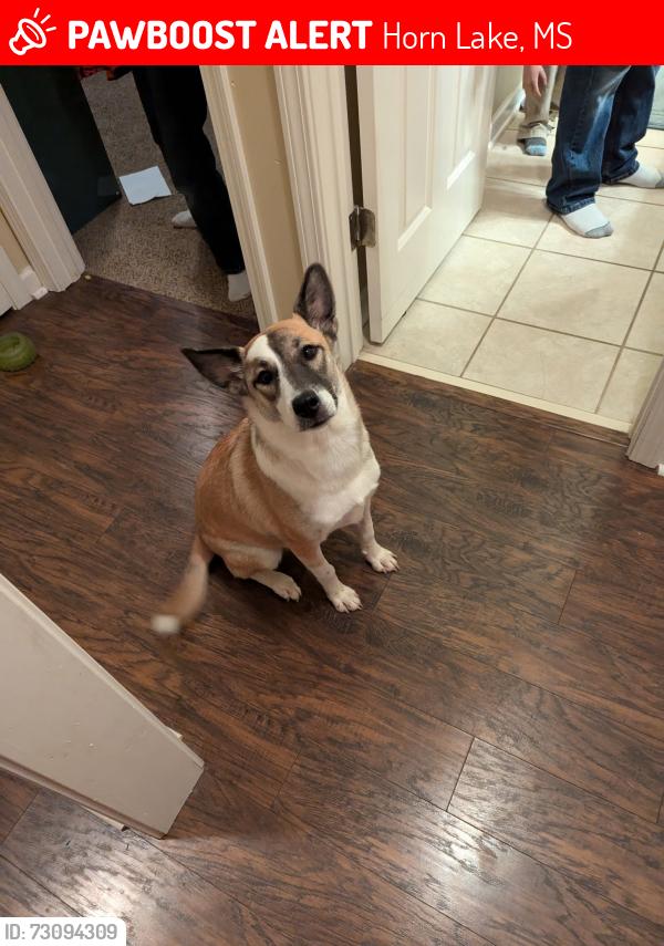 Lost Female Dog last seen Heathcliff, Horn Lake, MS 38637