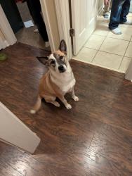 Lost Female Dog last seen Heathcliff, Horn Lake, MS 38637