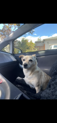 Lost Female Dog last seen My hse, Redwood City, CA 94063
