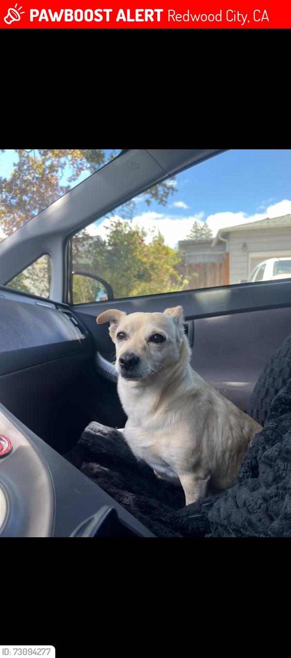 Lost Female Dog last seen My hse, Redwood City, CA 94063