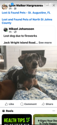 Lost Male Dog last seen Near, St. Augustine, FL 32092