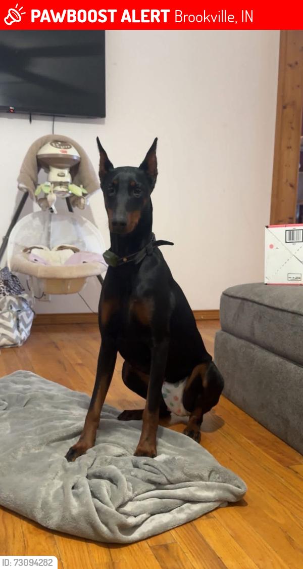 Lost Female Dog last seen Near Maple Street Brookville In 47012, Brookville, IN 47012
