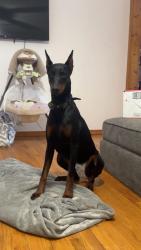 Lost Female Dog last seen Near Maple Street Brookville In 47012, Brookville, IN 47012