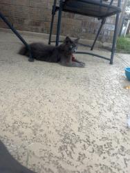Found/Stray Female Cat last seen GSW and Bardin, Grand Prairie, TX 75050