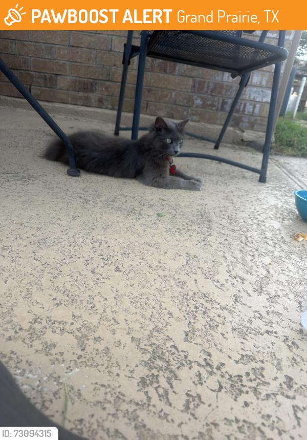 Found/Stray Female Cat last seen GSW and Bardin, Grand Prairie, TX 75050