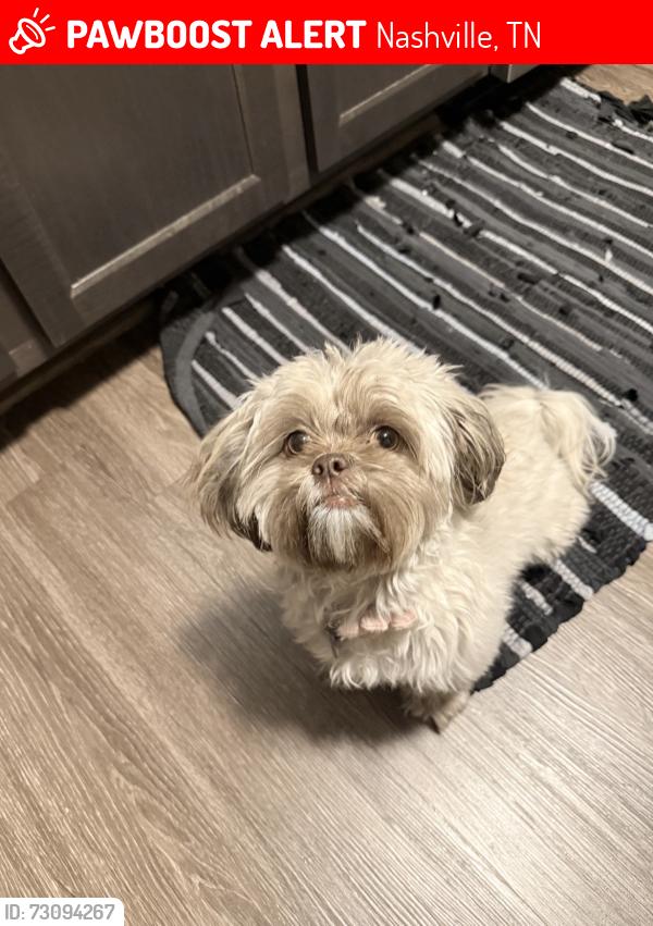 Lost Female Dog last seen Lester ave and factory street, Nashville, TN 37210