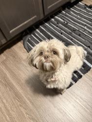 Lost Female Dog last seen Lester ave and factory street, Nashville, TN 37210