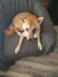 Reunited Male Dog last seen Apple Ave. And McTavish, Port Saint John, FL 32927
