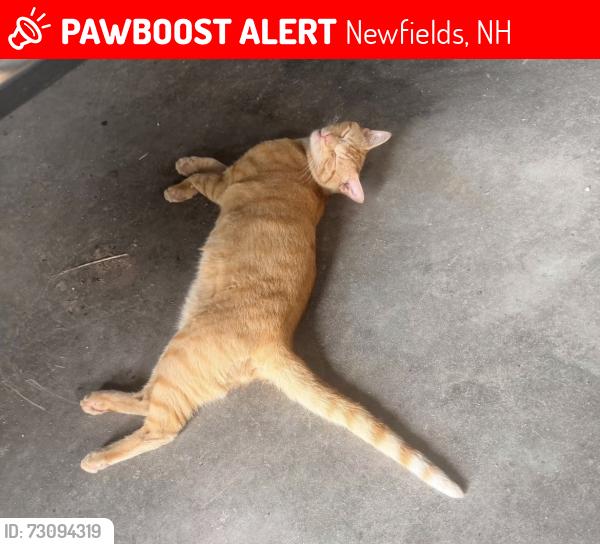 Lost Male Cat last seen Newfields Elementary School, Newfields, NH 03856