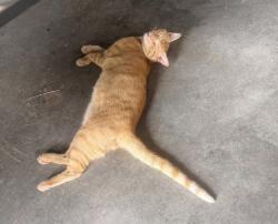 Lost Male Cat last seen Newfields Elementary School, Newfields, NH 03856