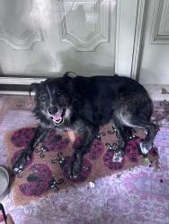 Found/Stray Male Dog last seen Faircrest dr, Garland, TX 75040