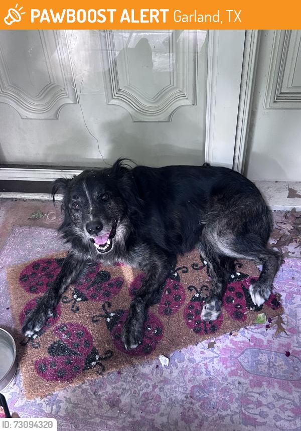 Found/Stray Male Dog last seen Faircrest dr, Garland, TX 75040