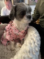 Lost Female Dog last seen 4th st, Collins, IA 50055