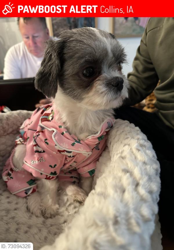 Lost Female Dog last seen 4th st, Collins, IA 50055