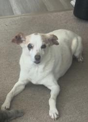 Reunited Female Dog last seen cownie sports complex. whispering ridge dr and king avenue, Des Moines, IA 50320