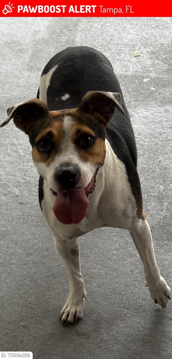 Lost Female Dog last seen Plantation - Brightside Village on Brightside Dr, Tampa, FL 33624