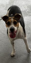 Lost Female Dog last seen Plantation - Brightside Village on Brightside Dr, Tampa, FL 33624