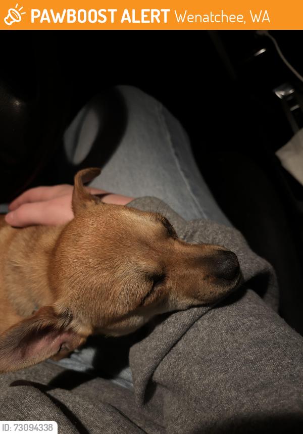 Found/Stray Female Dog last seen Walla walla point park, Wenatchee, WA 98801