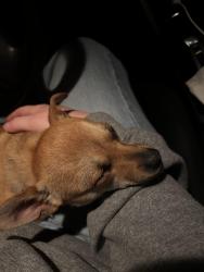 Found/Stray Female Dog last seen Walla walla point park, Wenatchee, WA 98801