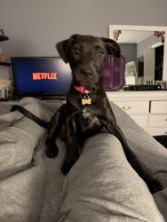 Reunited Female Dog last seen North country, Porter, TX 77365
