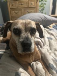 Lost Female Dog last seen Capital Dr, Milwaukee, WI 53216