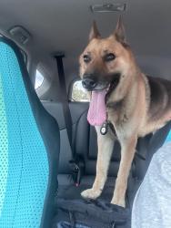 Reunited Male Dog last seen Between Hillcrest Animal hosp & McDonalds, Bartlett, TN 38134