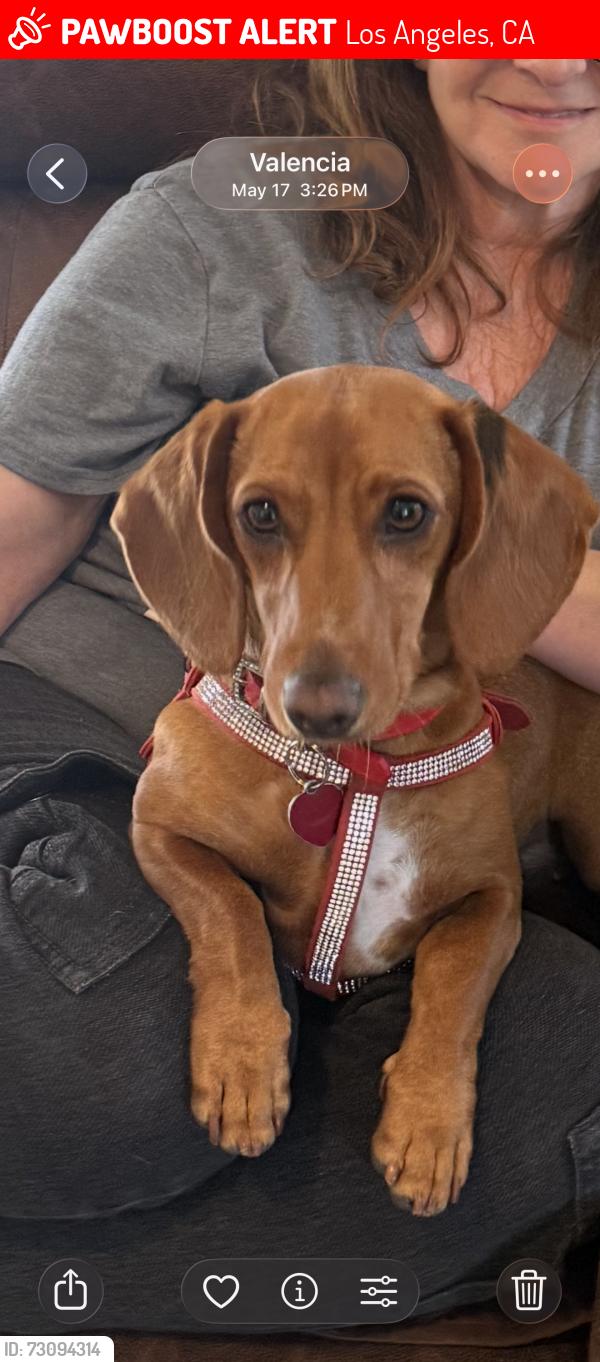 Lost Female Dog last seen Sutton and Saugus, Los Angeles, CA 91403