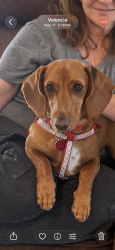 Lost Female Dog last seen Royal Woods, Los Angeles, CA 91403
