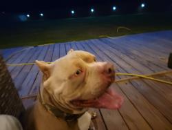 Found/Stray Male Dog last seen US59 2090, Splendora, TX 77372