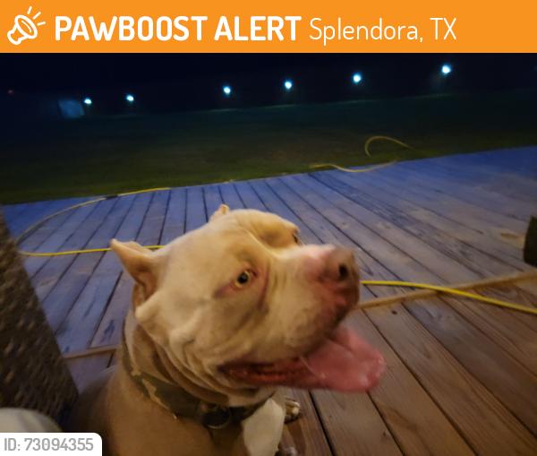 Found/Stray Male Dog last seen US59 2090, Splendora, TX 77372