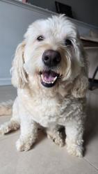 Reunited Male Dog last seen Laredo avenue and Pompey avenue, Staten Island, NY 10308
