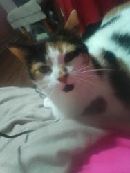Lost Female Cat last seen Peeksville road, Locust Grove, GA 30248