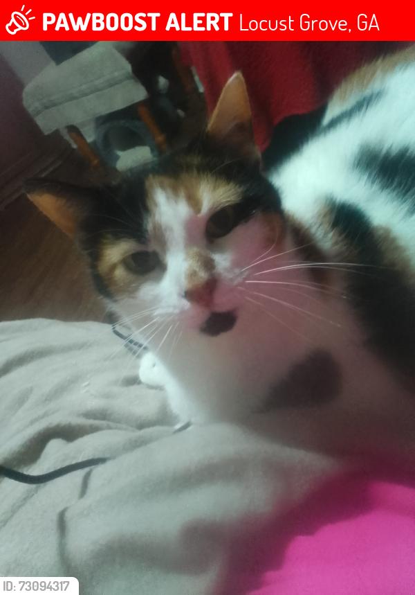 Lost Female Cat last seen Peeksville road, Locust Grove, GA 30248