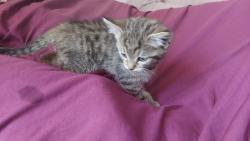 Found/Stray Female Cat last seen Brantwood Road alleyway, Greater London, England N17 0DX
