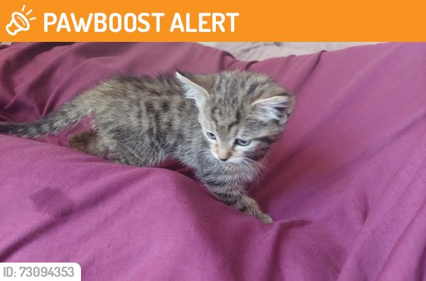Found/Stray Female Cat last seen Brantwood Road alleyway, Greater London, England N17 0DX