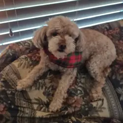 Lost Female Dog last seen Grissom, San Antonio, TX 78251