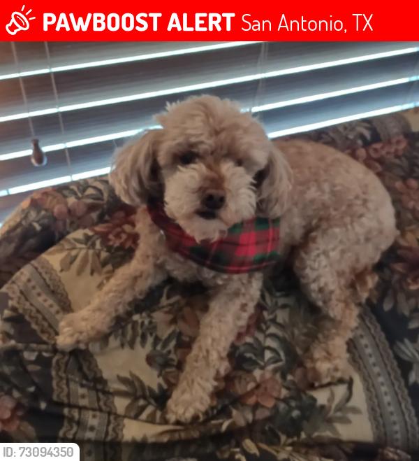Lost Female Dog last seen Grissom, San Antonio, TX 78251