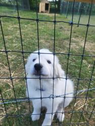 Reunited Male Dog last seen Young rd, Wilson County, TN 37184