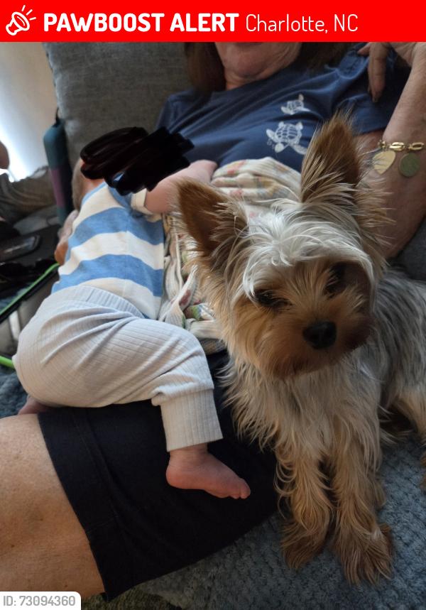 Lost Male Dog last seen Queensgate ln, Belmorrow dr, Charlotte, NC 28214